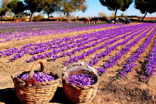 پیش‌بینی می‌شود امسال حدود ۴۰۰ تن زعفران در کشور تولید شود