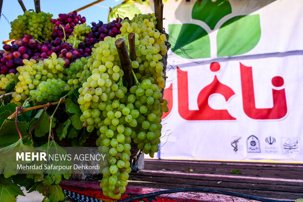 دومین جشنواره گردشگری انگور در شهر ناغان 3