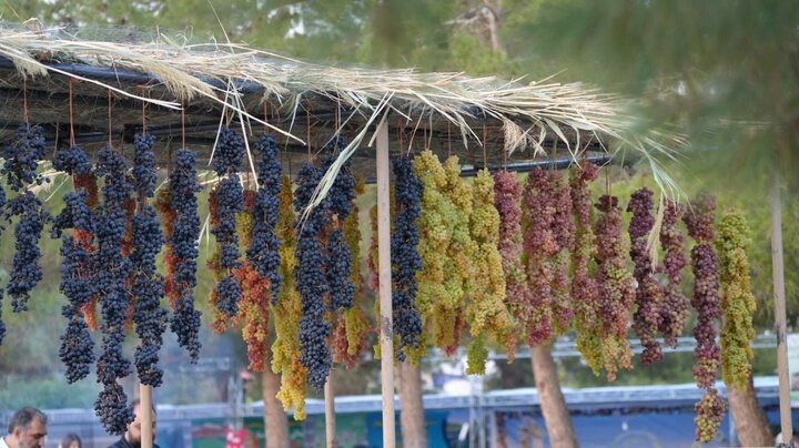 هفتمین جشنواره انگور حسن رباط برگزار میشود هفتمین جشنواره انگور حسن رباط برگزار میشود