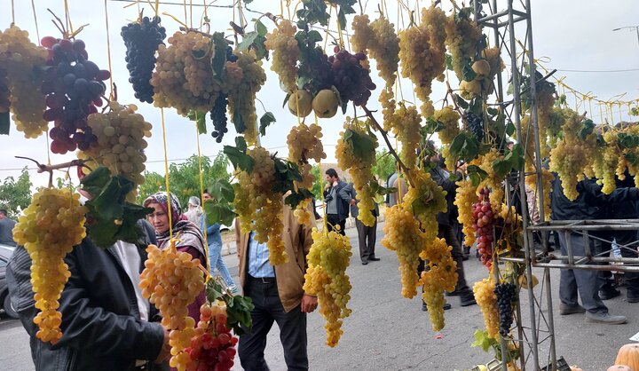 جشنواره ملی انگور در مشگین شهر برگزار شد