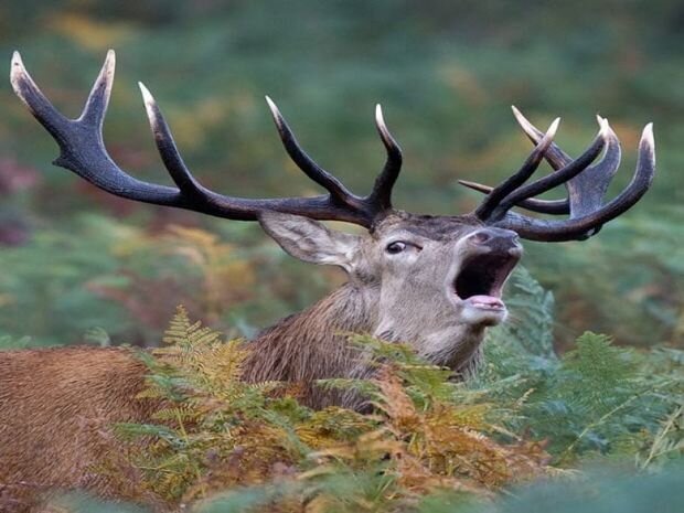 آغاز فصل گاوبانگی در جنگل ابر شاهرود