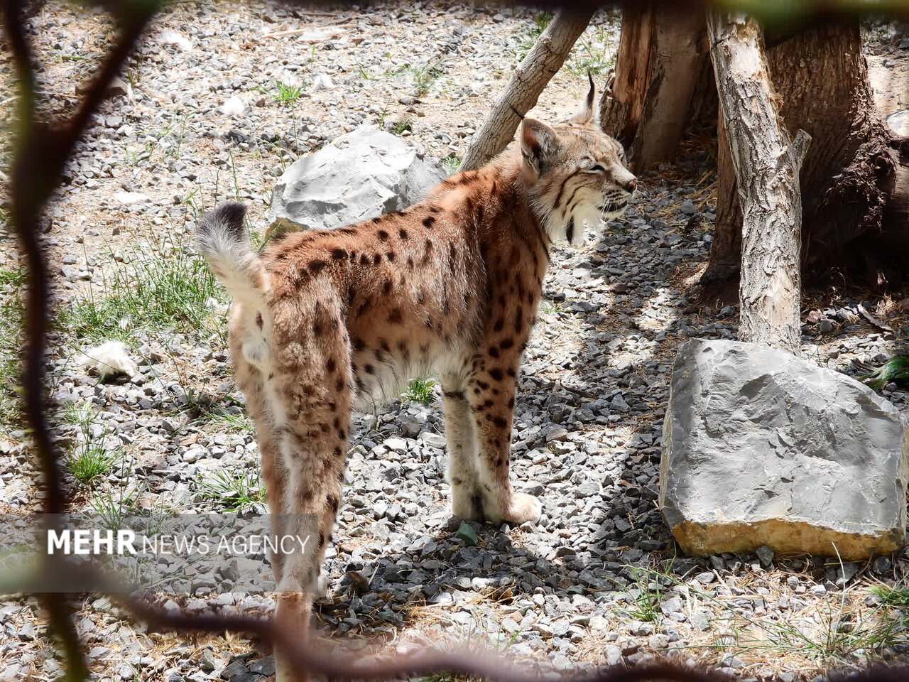 ۲ سیاهگوش مرکز بازپروری کلاهقاضی به زیستگاه طبیعی بازمیگردند