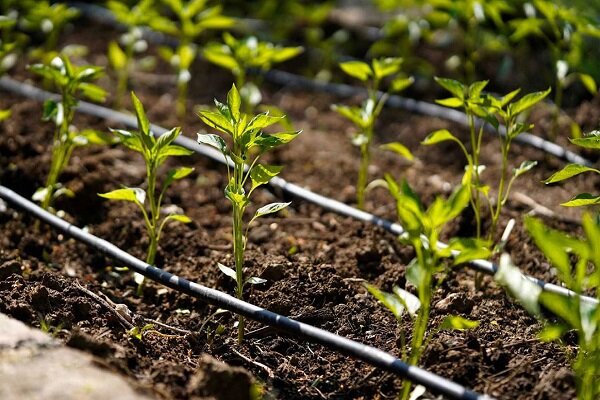 بار گرانی سم و کود بر دوش کشاورز/ تولیدکنندگان کشاورزی حمایت شوند