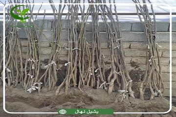 آموزش نحوه کاشت نهال گردو و گلابی