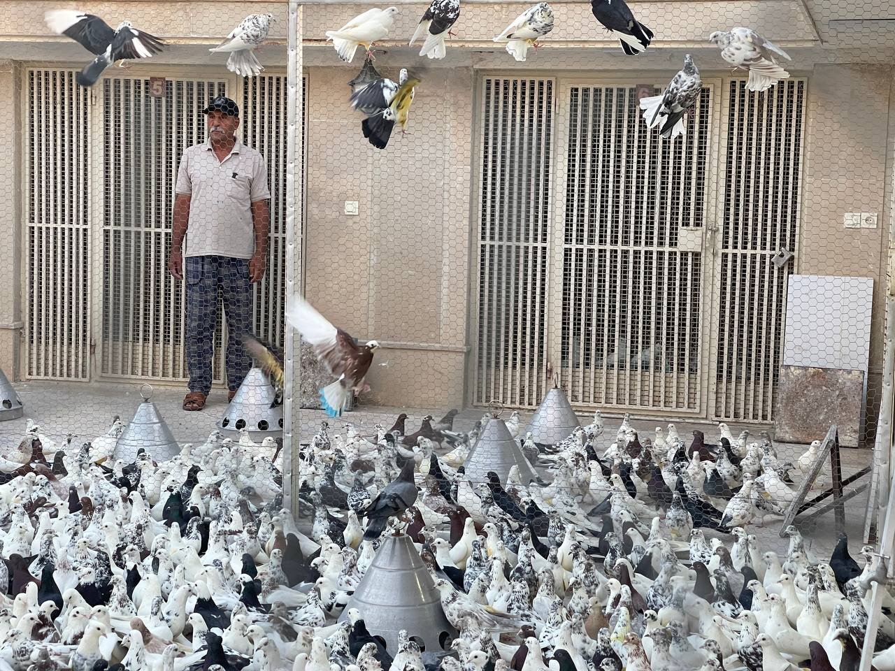 زندانیهایی که «در گرو عشق» آزاد شدند/ تغییر فیلم توسط کفتربازان!