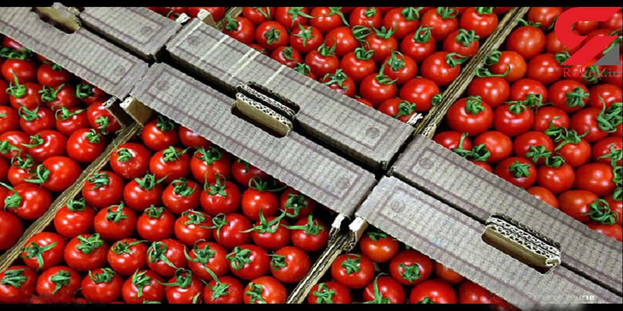 بهار کشاورزی در دهه فجر؛ ۶۸ پروژه امید را به مزارع آذربایجان شرقی بازمیگرداند