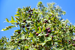 آیین شکرگزاری عناب در باغستان روستای سیوجان شهرستان خوسف