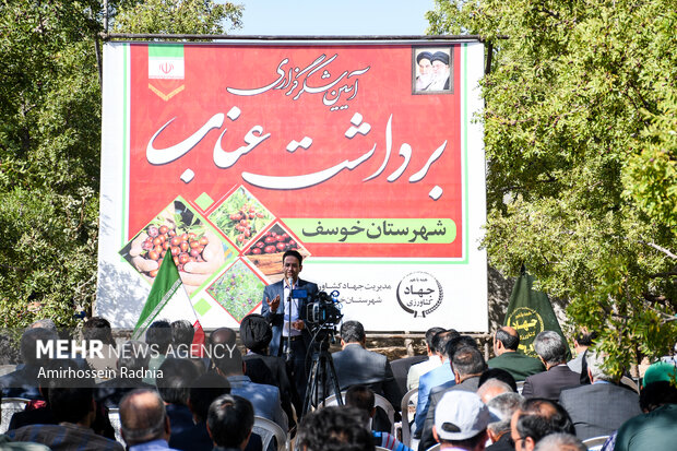 قطب عناب ایران گرفتار خامفروشی؛ کشاورزان امیدوار به رونق بازار