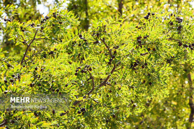 قطب عناب ایران گرفتار خامفروشی؛ کشاورزان امیدوار به رونق بازار