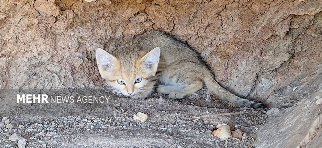 🔸 تصویربرداری از گربه شنی در پارک ملی سیاه کوه