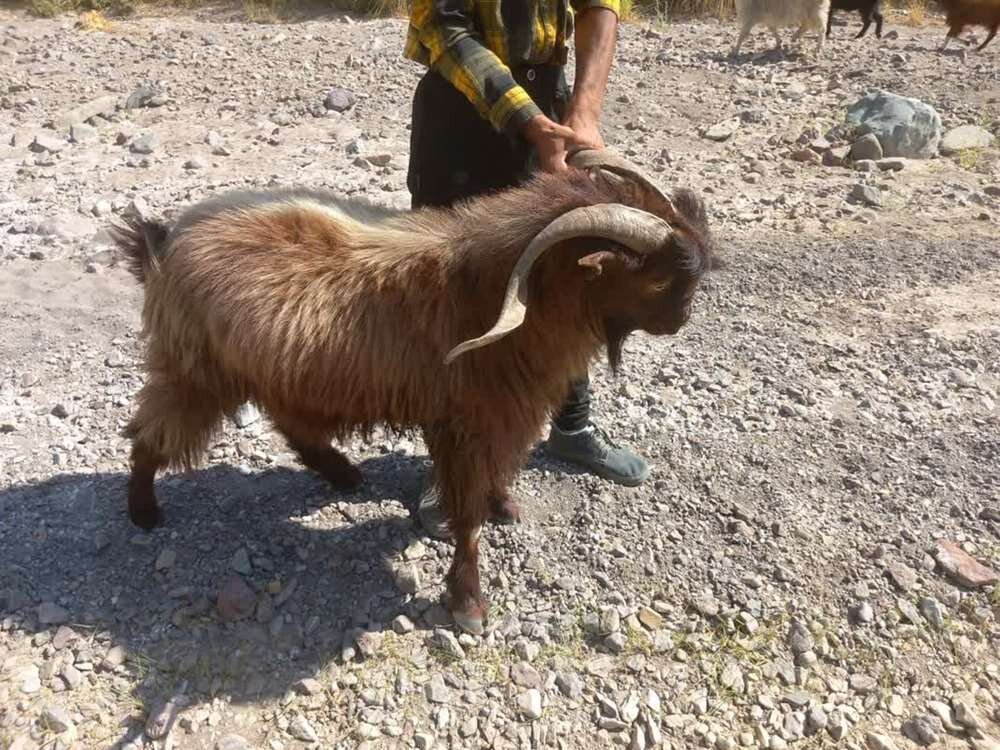 بز،دامي،شناسايي،كشور،سرخ،بومي،علوم،جبال،نژادهاي،بارز،موسسه،ت ...