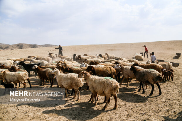 ۱۰۰ راس دام توسط عشایر روستاهای نهبندان به جبهه مقاومت اهدا شد