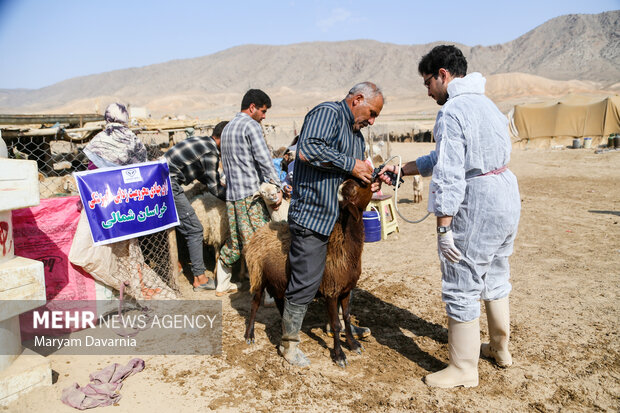 طرح جهادی واکسیناسیون دام عشایر خراسان شمالی