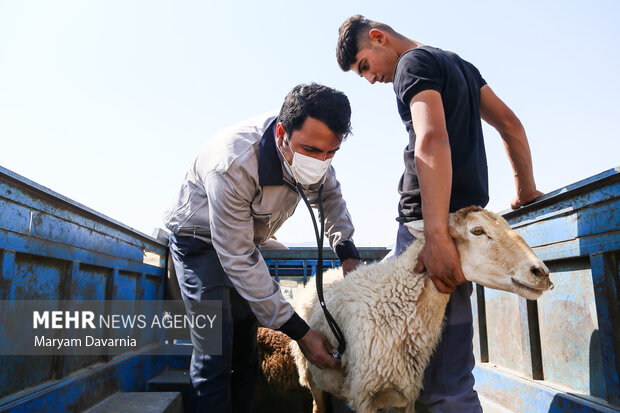 ۱۴۰ هزار راس دام سبک و سنگین در تفرش واکسینه شدند