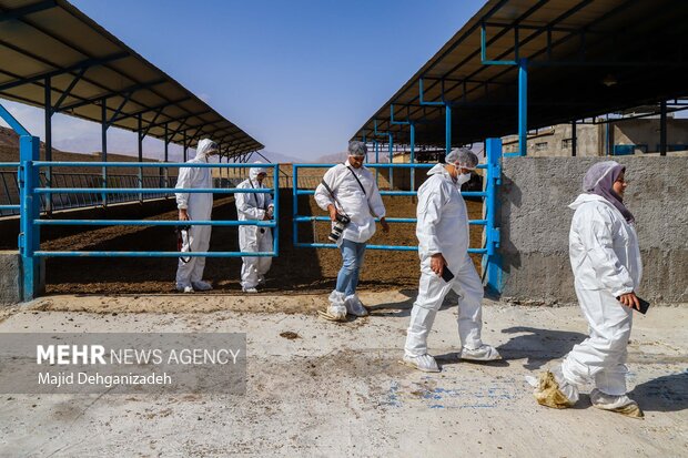 توصیه هایی برای پیشگیری از خسارت سرما در دام و طیور توصیه هایی برای پیشگیری از خسارت سرما در دام و طیور