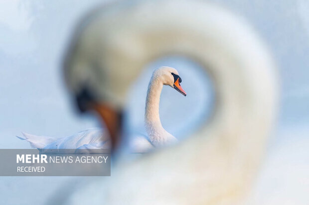 قوهای مهاجر به تالاب بینالمللی کانیبرازان مهاباد مشاهده شدند