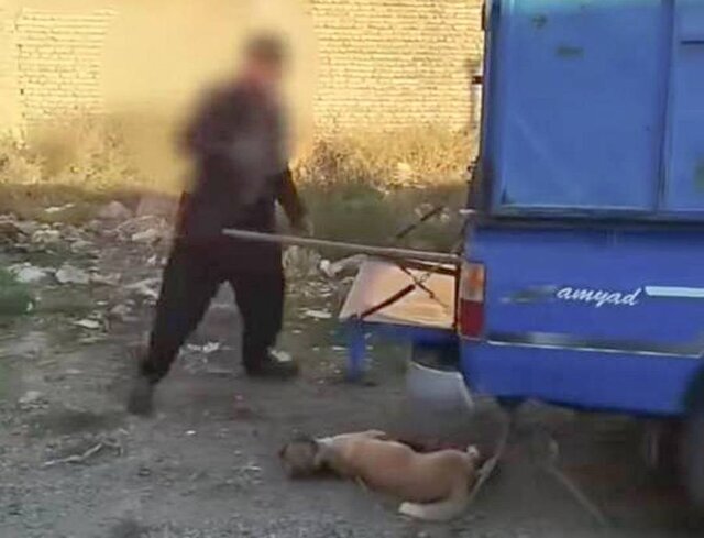 تشکیل پرونده قضایی برای عامل حیوان آزاری در سمنان