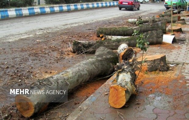 تبر پروژههای عمران به ریشه درختان شاهرود؛ توسعه یا نابودی محیط زیست؟