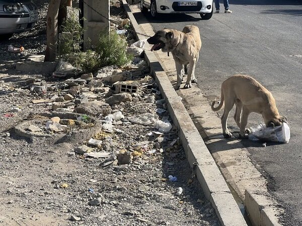 روایتی تلخ از پدیده زیستمحیطی در حوالی یک مدرسه