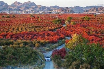 دلربایی پاییز خراسان جنوبی برای گردشگران/رویش مسافر در فصل خزان