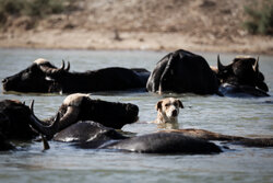 توسعه صنعت گاومیش‌داری در میانکاله نیازمند حمایت است