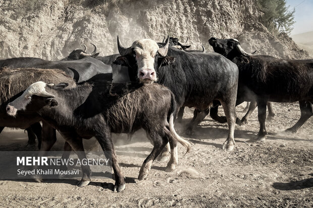 ۲۱ درصد جمعیت گاومیش کشور در آذربایجانغربی قرار دارد