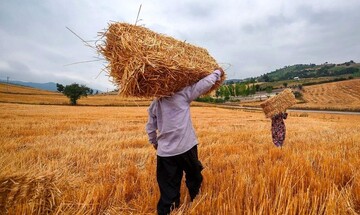 امسال ۱۰۰ درصد مطالبات گندم کاران از سوی بانک کشاورزی پرداخت شد