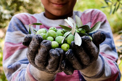 Olive; Green gold of Rudbar, N Iran