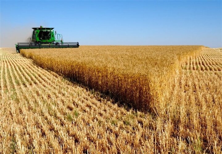 دستورالعمل خرید تضمینی گندم سال زراعی ۱۴۰۳-۱۴۰۴ ابلاغ شد دستورالعمل خرید تضمینی گندم سال زراعی ۱۴۰۳-۱۴۰۴ ابلاغ شد