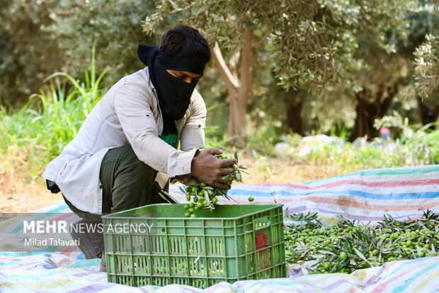 طلای سبز گیلان