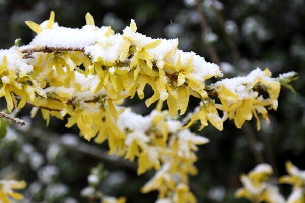 VIDEO: 1st autumn snowfall in Marand, E Azarbaijan Province