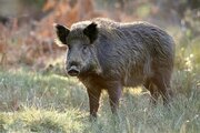 ماجرای هجوم گرازها به روستایی در جاسک چه بود؟