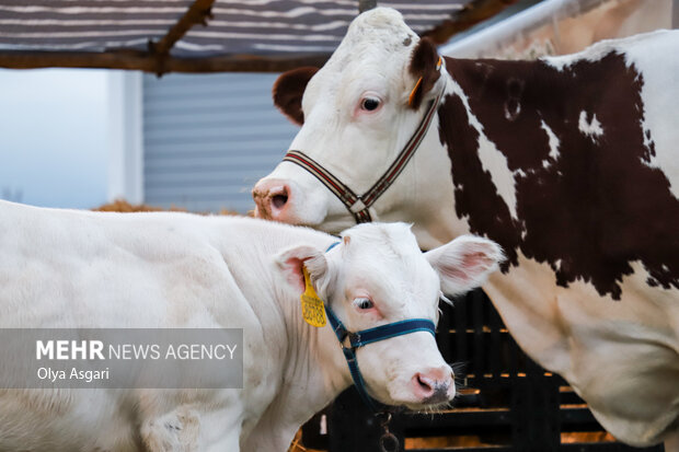 
Livestock, poultry, fisheries exhibition in Gorgan