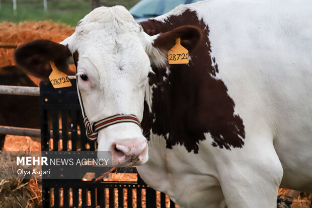 
Livestock, poultry, fisheries exhibition in Gorgan