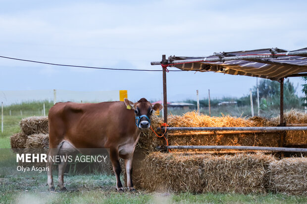 
Livestock, poultry, fisheries exhibition in Gorgan