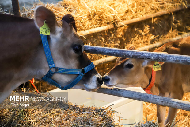 
Livestock, poultry, fisheries exhibition in Gorgan