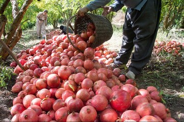 برداشت انار از باغات استان قزوین آغاز شد