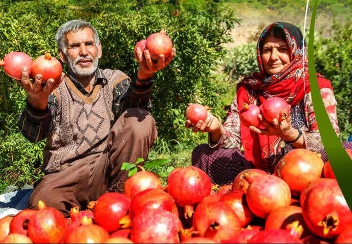 اولین جشنواره انار در روستای «نمهیل» خلخال برگزار می‌شود