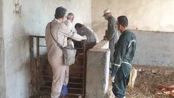 مانور واکسیناسیون دام در روستاهای بوشهر اجرا شد