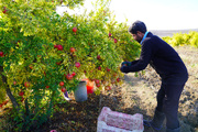 برداشت انار از اراضی و باغات روستای جوشقان مرکزی کاشان