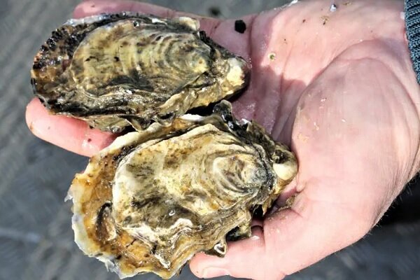 تنوع بالای اقتصاد دریامحور؛ صدف خوراکی محصولی صادراتی و ارزآور