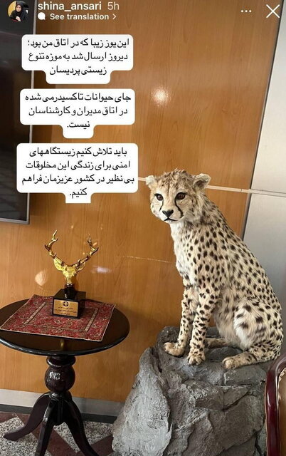 جای حیوانات تاکسیدرمی در اتاق مدیران و کارشناسان نیست جای حیوانات تاکسیدرمی در اتاق مدیران و کارشناسان نیست