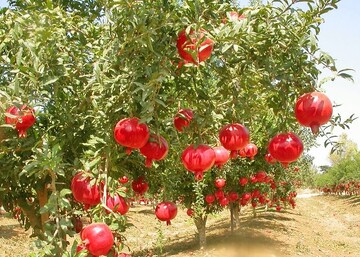 شناسایی بیش از ۷۰۰ ژنو تیپ انار در ایران