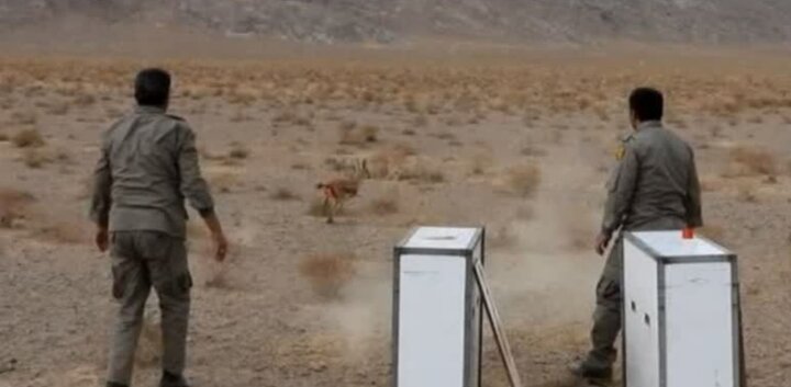 ۲ آهوی نر در پارک ملی و پناهگاه حیات وحش کلاه قاضی رهاسازی شدند ۲ آهوی نر در پارک ملی و پناهگاه حیات وحش کلاه قاضی رهاسازی شدند