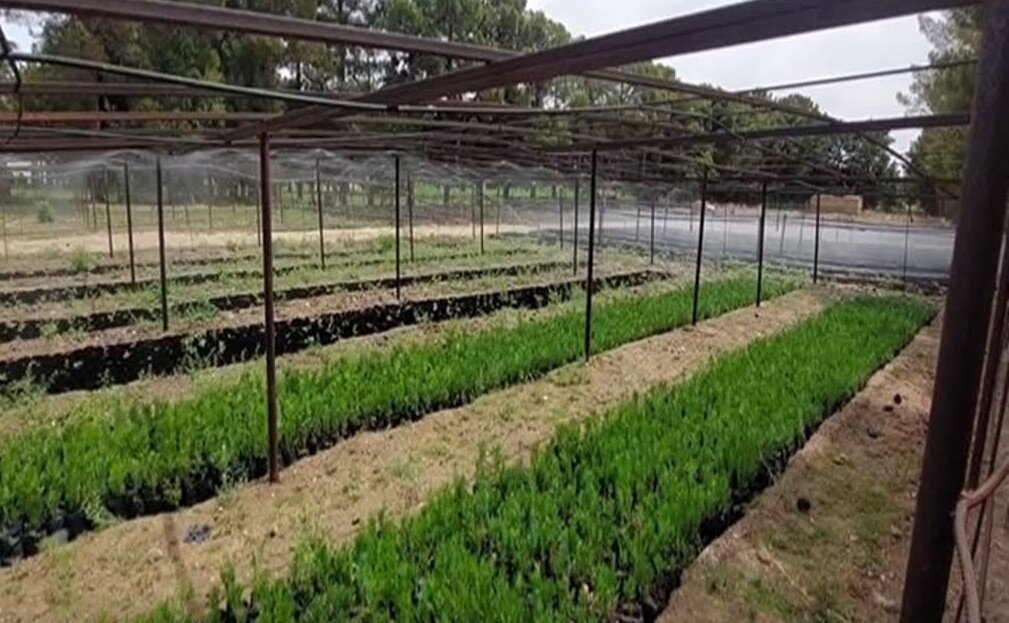 چالش خشکسالی در طرح ملی کاشت یک میلیارد درخت؛ «پساب» به کمک میآید