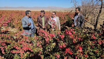 مقام نخست شهرستان زرند در تولید زرشک استان کرمان