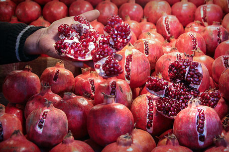 خزان یاقوت چترود؛ آفتی که گلوی کشاورز را فشار میدهد