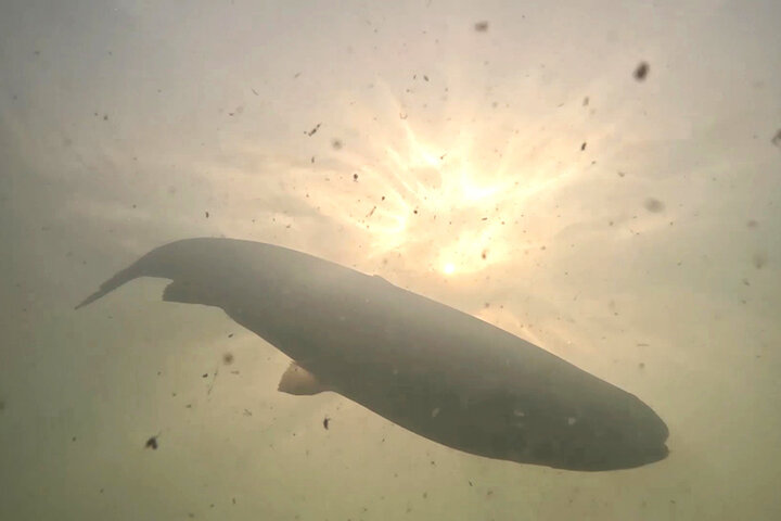 نگاهی متفاوت به پرورش قزلآلا/ طرح نکاتی که مخاطب نمیداند