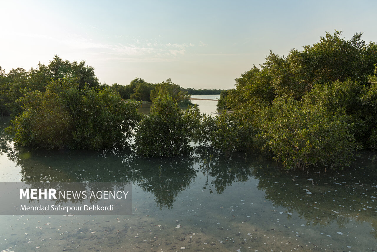 لزوم تامین آب تالابهای بوشهر؛ ریههای زمین در خطر هستند