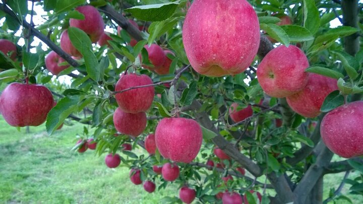 Apple export stands at $124m in 7 months Apple export stands at $124m in 7 months